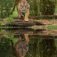 Buy canvas prints of Tiger Reflection by Paul Smith
