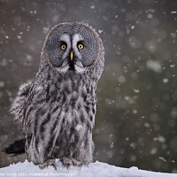 Buy canvas prints of Great Grey Owl in Snowfall by Paul Smith