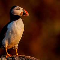 Buy canvas prints of Puffin in Late Evening Light by Paul Smith