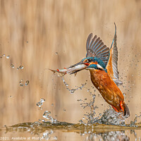 Buy canvas prints of Kingfisher Emerging with Fish by Paul Smith