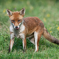 Buy canvas prints of Young Fox in Meadow by Paul Smith
