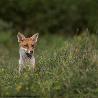 Buy canvas prints of Young Fox Peering Through the Grass by Paul Smith