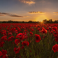 Buy canvas prints of Poppy Field Sunset by Paul Smith