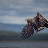 Buy canvas prints of White-Tailed Sea Eagle with Catch by Paul Smith
