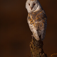 Buy canvas prints of Barn Owl at Sunset by Paul Smith