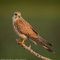 Buy canvas prints of Kestrel at Sunrise by Paul Smith