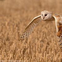 Buy canvas prints of Barn Owl Quartering a Field by Paul Smith