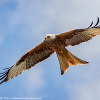 Buy canvas prints of Soaring Red Kite by Paul Smith