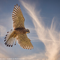 Buy canvas prints of Hovering Kestrel by Paul Smith