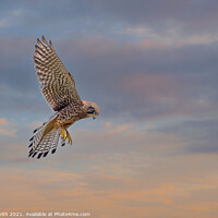 Buy canvas prints of Hovering Kestrel at Sunset by Paul Smith