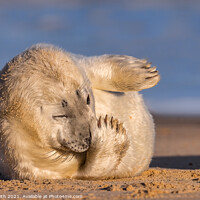 Buy canvas prints of Grey Seal Pup by Paul Smith