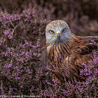 Buy canvas prints of Red Kite in Heather by Paul Smith