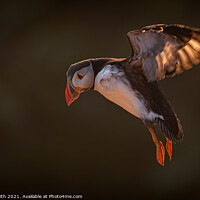 Buy canvas prints of Incoming Backlit Puffin by Paul Smith