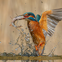 Buy canvas prints of Emerging Kingfisher by Paul Smith