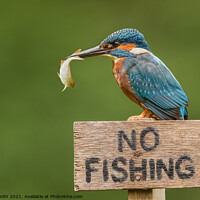Buy canvas prints of Kingfisher - No Fishing by Paul Smith