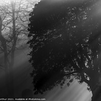 Buy canvas prints of Trees and Mist  by Ken McArthur