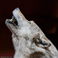 Buy canvas prints of A close up of a wolf howling by Alessandro Mari
