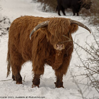 Buy canvas prints of Highland cow in the snow by Greg Corcoran