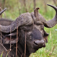 Buy canvas prints of African buffalo being groomed by Greg Corcoran