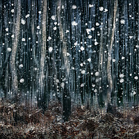 Buy canvas prints of Winter Woodland  by Judith Stewart