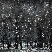 Buy canvas prints of Winter Copse by Judith Stewart