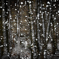 Buy canvas prints of Winter Birches by Judith Stewart