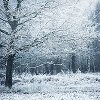 Buy canvas prints of Winter Woodland White's by Judith Stewart