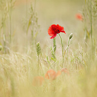 Buy canvas prints of Meadow Poppies by Judith Stewart