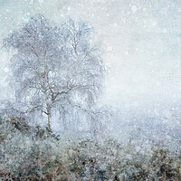 Buy canvas prints of Winter Birch by Judith Stewart