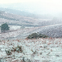 Buy canvas prints of Frosty Ashdown Forest by Judith Stewart