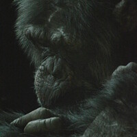 Buy canvas prints of The Chimp by Barclay Brown