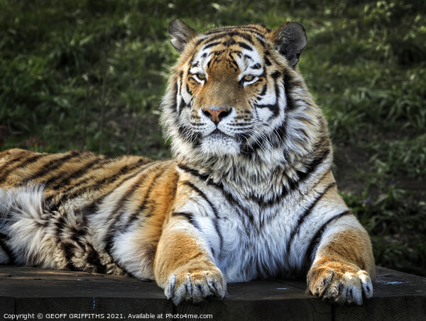 Amur Tiger Picture Board by GEOFF GRIFFITHS