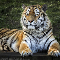 Buy canvas prints of Amur Tiger by GEOFF GRIFFITHS