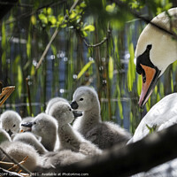 Buy canvas prints of Swan and Cygnets by GEOFF GRIFFITHS