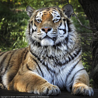 Buy canvas prints of Siberian Tiger by GEOFF GRIFFITHS