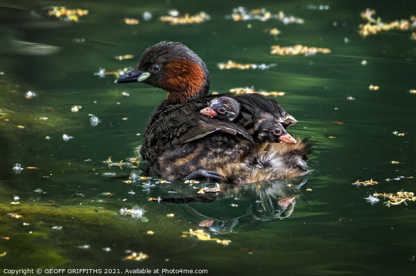 Little Grebes Picture Board by GEOFF GRIFFITHS