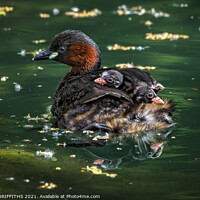 Buy canvas prints of Little Grebes by GEOFF GRIFFITHS