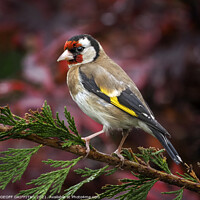 Buy canvas prints of Goldfinch by GEOFF GRIFFITHS