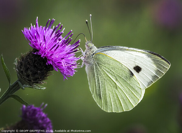 Small White butterfly Picture Board by GEOFF GRIFFITHS