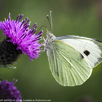 Buy canvas prints of Small White butterfly by GEOFF GRIFFITHS
