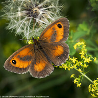 Buy canvas prints of Gatekeeper Butterfly by GEOFF GRIFFITHS