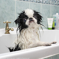 Buy canvas prints of Bath time by GEOFF GRIFFITHS