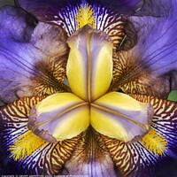 Buy canvas prints of Iris by GEOFF GRIFFITHS