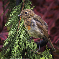 Buy canvas prints of Baby Robin by GEOFF GRIFFITHS