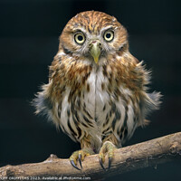 Buy canvas prints of Pygmy owl by GEOFF GRIFFITHS