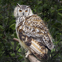 Buy canvas prints of Eurasian Eagle Owl by GEOFF GRIFFITHS