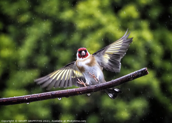 Goldfinch, flying in the rain Picture Board by GEOFF GRIFFITHS