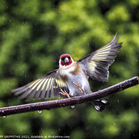 Buy canvas prints of Goldfinch, flying in the rain by GEOFF GRIFFITHS