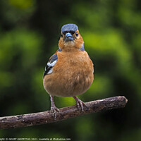 Buy canvas prints of Chaffinch by GEOFF GRIFFITHS