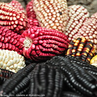 Buy canvas prints of Coloured Corn by Nicholas Brown